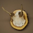 Daim, petit daim, mâle, bois, hauteur 16 cm, bois de daim sur tranche darbre 72.554
