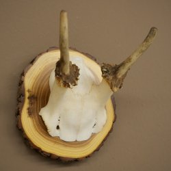 Daim, petit daim, mâle, bois, hauteur 16 cm, bois de daim sur tranche darbre 72.554