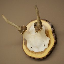 Daim, petit daim, mâle, bois, hauteur 16 cm, bois de daim sur tranche darbre 72.554