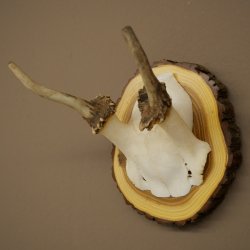 Daim, petit daim, mâle, bois, hauteur 16 cm, bois de daim sur tranche darbre 72.554