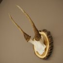 Daim, petit daim, daim mâle, bois, hauteur 29 cm,...