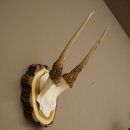 Daim, petit daim, daim mâle, bois, hauteur 29 cm,...