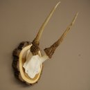 Daim, petit daim, daim mâle, bois, hauteur 29 cm, bois de daim sur tranche darbre 72.555