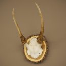 Daim, petit daim, daim mâle, bois, hauteur 29 cm, bois de daim sur tranche darbre 72.555