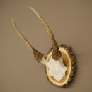 Daim, petit daim, daim mâle, bois, hauteur 29 cm, bois de daim sur tranche darbre 72.555