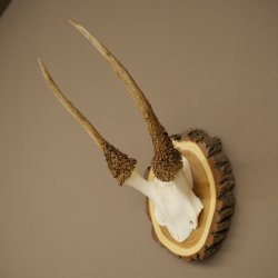 Daim, petit daim, daim mâle, bois, hauteur 29 cm, bois de daim sur tranche darbre 72.555