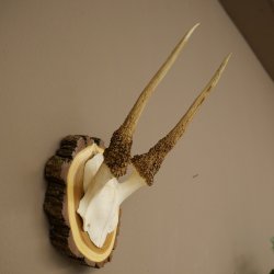Daim, petit daim, daim mâle, bois, hauteur 29 cm, bois de daim sur tranche darbre 72.555