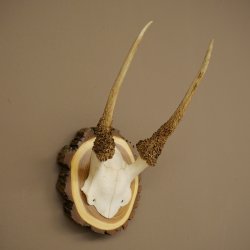 Daim, petit daim, daim mâle, bois, hauteur 29 cm, bois de daim sur tranche darbre 72.555