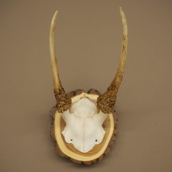 Daim, petit daim, daim mâle, bois, hauteur 29 cm, bois de daim sur tranche darbre 72.555