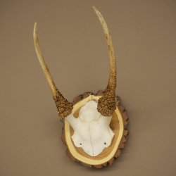 Daim, petit daim, daim mâle, bois, hauteur 29 cm, bois de daim sur tranche darbre 72.555