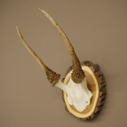 Daim, petit daim, daim mâle, bois, hauteur 29 cm, bois de daim sur tranche darbre 72.555