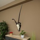 Oryx (Oryx gazella) abnorme Antilope Hornlänge 97 +...