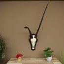 Órix (Oryx gazella), antílope con cuernos anómalos. Longitud de los cuernos: 97 + 44 cm. Órix africano. Trofeo de cráneo. Placa de trofeo: 88.3.116