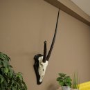 Órix (Oryx gazella), antílope con cuernos anómalos. Longitud de los cuernos: 97 + 44 cm. Órix africano. Trofeo de cráneo. Placa de trofeo: 88.3.116