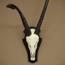 Órix (Oryx gazella), antílope con cuernos anómalos. Longitud de los cuernos: 97 + 44 cm. Órix africano. Trofeo de cráneo. Placa de trofeo: 88.3.116