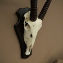Órix (Oryx gazella), antílope con cuernos anómalos. Longitud de los cuernos: 97 + 44 cm. Órix africano. Trofeo de cráneo. Placa de trofeo: 88.3.116