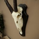 Órix (Oryx gazella), antílope con cuernos anómalos. Longitud de los cuernos: 97 + 44 cm. Órix africano. Trofeo de cráneo. Placa de trofeo: 88.3.116