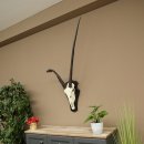 Órix (Oryx gazella), antílope con cuernos anómalos. Longitud de los cuernos: 97 + 44 cm. Órix africano. Trofeo de cráneo. Placa de trofeo: 88.3.116