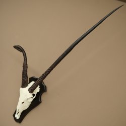 Órix (Oryx gazella), antílope con cuernos anómalos. Longitud de los cuernos: 97 + 44 cm. Órix africano. Trofeo de cráneo. Placa de trofeo: 88.3.116