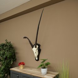 Órix (Oryx gazella), antílope con cuernos anómalos. Longitud de los cuernos: 97 + 44 cm. Órix africano. Trofeo de cráneo. Placa de trofeo: 88.3.116