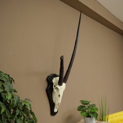 Órix (Oryx gazella), antílope con cuernos anómalos. Longitud de los cuernos: 97 + 44 cm. Órix africano. Trofeo de cráneo. Placa de trofeo: 88.3.116