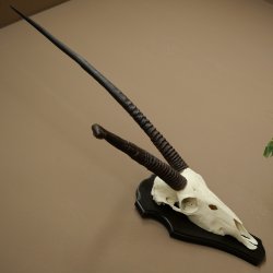 Órix (Oryx gazella), antílope con cuernos anómalos. Longitud de los cuernos: 97 + 44 cm. Órix africano. Trofeo de cráneo. Placa de trofeo: 88.3.116