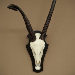 Órix (Oryx gazella), antílope con cuernos anómalos. Longitud de los cuernos: 97 + 44 cm. Órix africano. Trofeo de cráneo. Placa de trofeo: 88.3.116