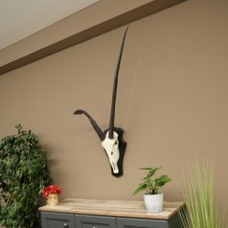 Órix (Oryx gazella), antílope con cuernos anómalos. Longitud de los cuernos: 97 + 44 cm. Órix africano. Trofeo de cráneo. Placa de trofeo: 88.3.116