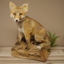Fuchs Rotfuchs sitzend Präparat Tierpräparat...