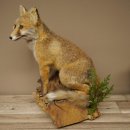 Fuchs Rotfuchs sitzend Präparat Tierpräparat...