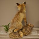 Fuchs Rotfuchs sitzend Präparat Tierpräparat Tiertrophäe Höhe 47 cm 89.8.194