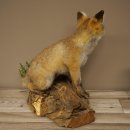 Fuchs Rotfuchs sitzend Präparat Tierpräparat Tiertrophäe Höhe 47 cm 89.8.194