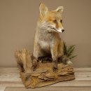Fuchs Rotfuchs sitzend Präparat Tierpräparat Tiertrophäe Höhe 47 cm 89.8.194