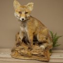 Fuchs Rotfuchs sitzend Präparat Tierpräparat Tiertrophäe Höhe 47 cm 89.8.194