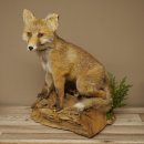 Fuchs Rotfuchs sitzend Präparat Tierpräparat Tiertrophäe Höhe 47 cm 89.8.194