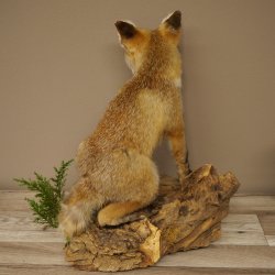 Fuchs Rotfuchs sitzend Präparat Tierpräparat Tiertrophäe Höhe 47 cm 89.8.194