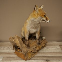 Fuchs Rotfuchs sitzend Präparat Tierpräparat Tiertrophäe Höhe 47 cm 89.8.194