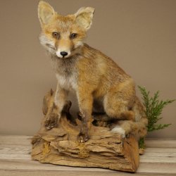 Fuchs Rotfuchs sitzend Präparat Tierpräparat Tiertrophäe Höhe 47 cm 89.8.194