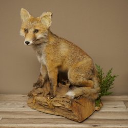 Fuchs Rotfuchs sitzend Präparat Tierpräparat Tiertrophäe Höhe 47 cm 89.8.194