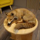 Fuchs Rotfuchs liegend Präparat Tierpräparat...