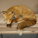 Fuchs Rotfuchs liegend Präparat Tierpräparat...