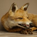 Fuchs Rotfuchs liegend Präparat Tierpräparat Tiertrophäe Breite 43 cm 89.8.195
