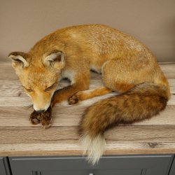 Fuchs Rotfuchs liegend Präparat Tierpräparat Tiertrophäe Breite 43 cm 89.8.195