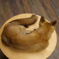 Fuchs Rotfuchs liegend Präparat Tierpräparat Tiertrophäe Breite 43 cm 89.8.195
