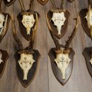 Rehgeweihe 13 Stück ältere Rehböcke Rehbock Reh Bock Geweihe Set auf Trophäenschilder 21.480