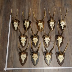 Rehgeweihe 13 Stück ältere Rehböcke Rehbock Reh Bock Geweihe Set auf Trophäenschilder 21.480