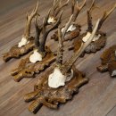 7 stuks reebokkengeweien, gesneden trofeeborden 22.1387