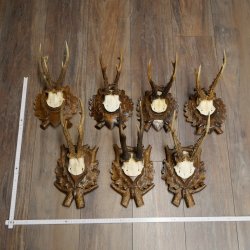 7 stuks reebokkengeweien, gesneden trofeeborden 22.1387