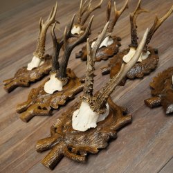 7 stuks reebokkengeweien, gesneden trofeeborden 22.1387
