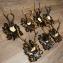 Bois de chevreuil (7 pièces) : 5 mâles aux...